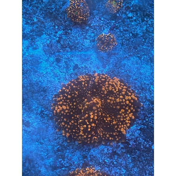  Doughboy Yuma Mushroom