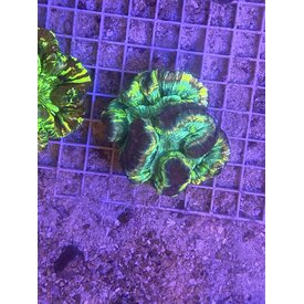  WYSIWYG Ultra Grade Trachphyllia 2