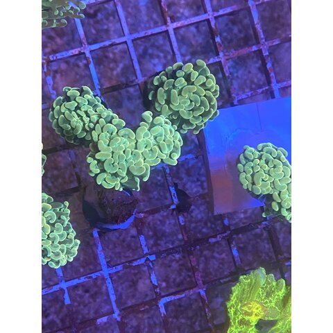 Blue gold Hammer Coral frag