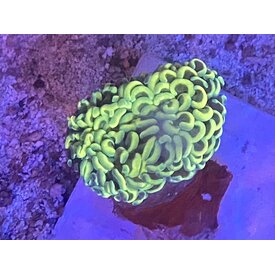  Malyasia Hammer Frag 1 head