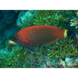  Chiseltooth Wrasse
