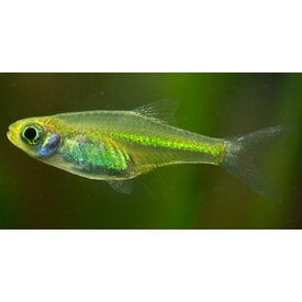  Neon Yellow Rasbora