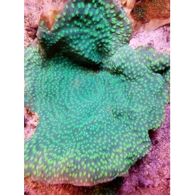 Hollywood Stunner Chalice Large Colony (14")