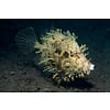 Tassle Filefish