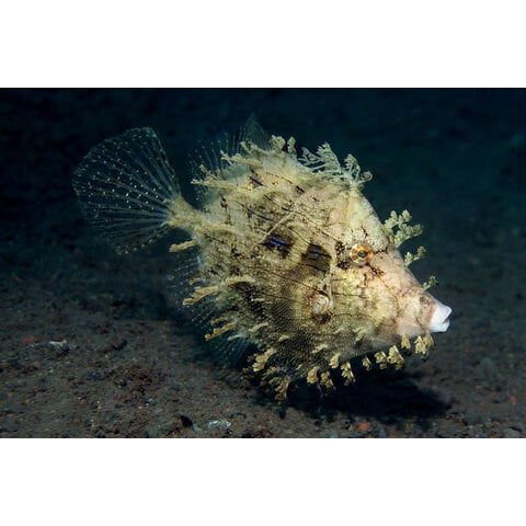 Tassle Filefish