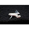 White African Dwarf Frog