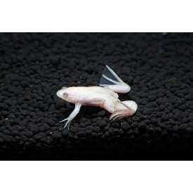  White African Dwarf Frog