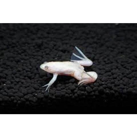 White African Dwarf Frog