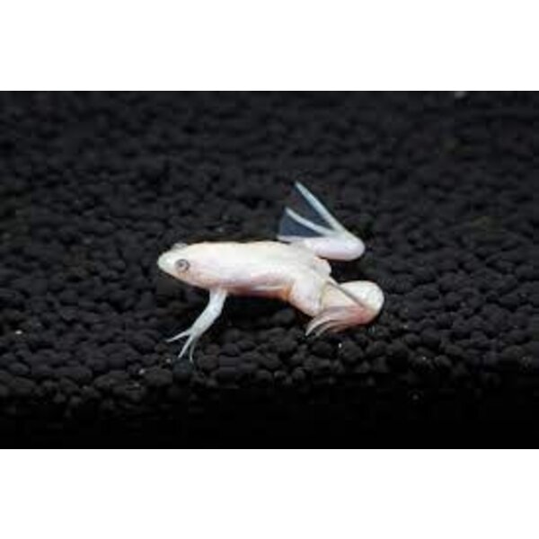  White African Dwarf Frog