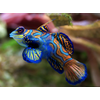 Green Mandarinfish Splendidus