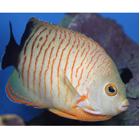  Indian Oc. Orangelined Angelfish