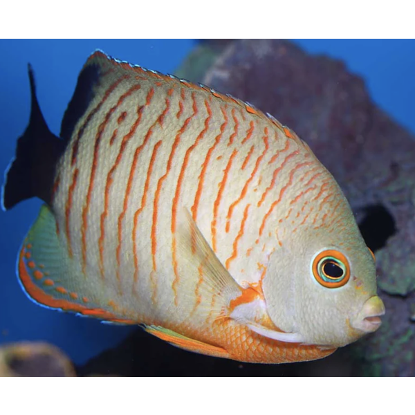  Indian Oc. Orangelined Angelfish