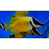 Foxface  (Siganus vulpinus)