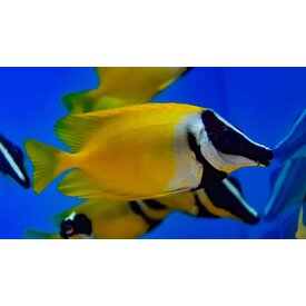  Foxface  (Siganus vulpinus)