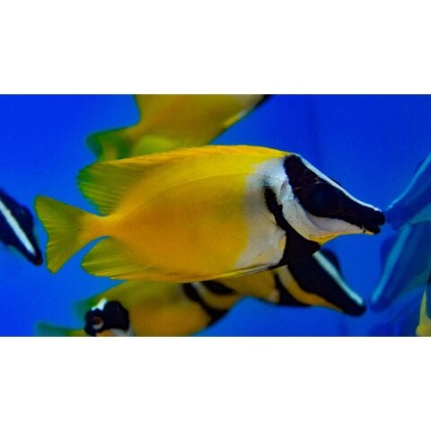 Foxface  (Siganus vulpinus)