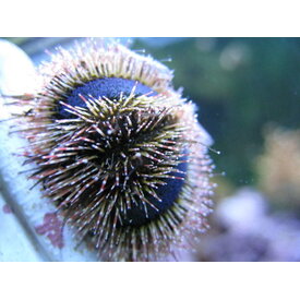 ORA Tuxedo Urchins