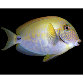  White Freckled Surgeonfish