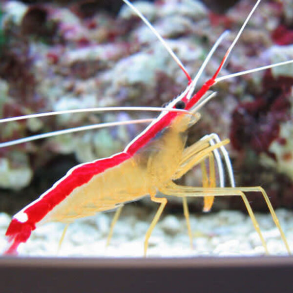  Skunk Cleaner Shrimp