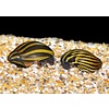 Nerite FW Snails
