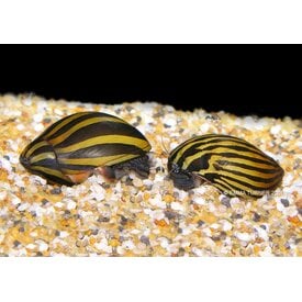  Nerite FW Snails