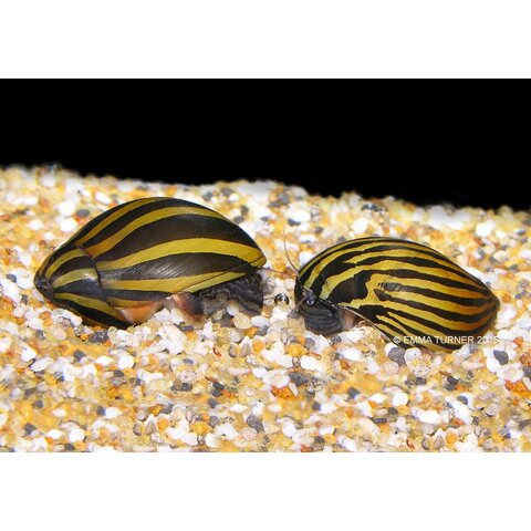 Nerite FW Snails