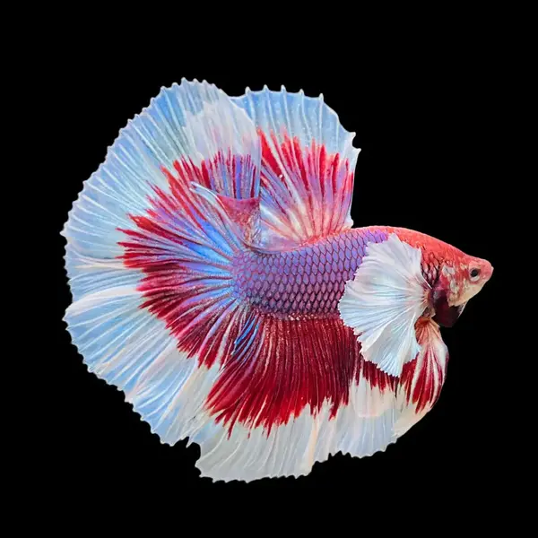  Halfmoon Dumbo Ear Betta
