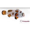 Orange Storm Ocellaris