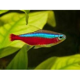  Cardinal Tetra