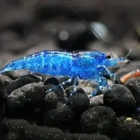  Blue Diamond Shrimp ( Neocaridina heteropoda ) FW