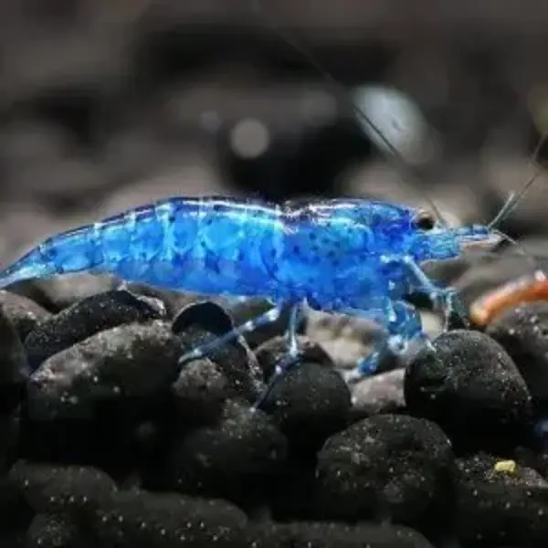  Blue Diamond Shrimp ( Neocaridina heteropoda )