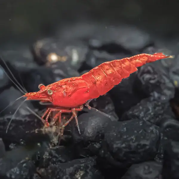  Red Fire Shrimp FW
