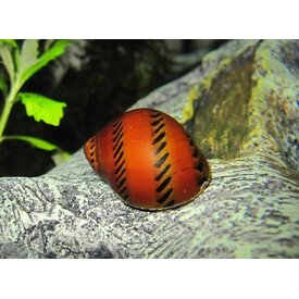  Tire Track Nerite Snail