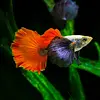 Platinum Red Tail Dumbo Guppy