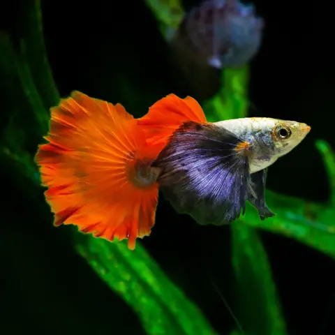 Platinum Red Tail Dumbo Guppy