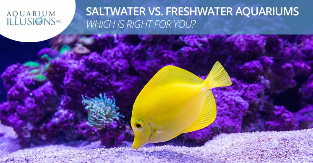 saltwater themed freshwater tank