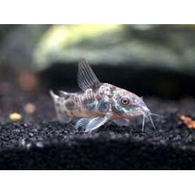  Pepper Corydora