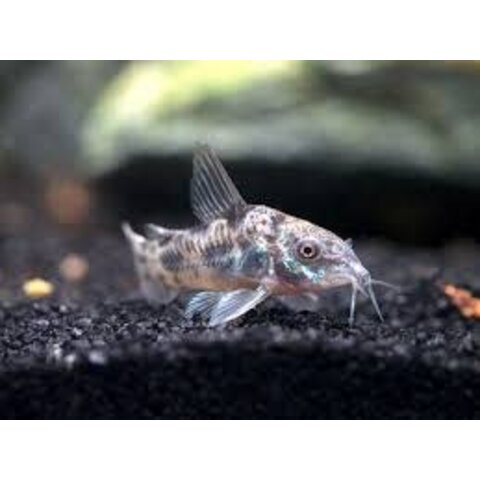Pepper Corydora