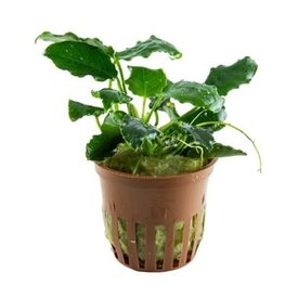  Anubias barteri var nana Kirin