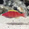 Yellow Fin Fairy Wrasse