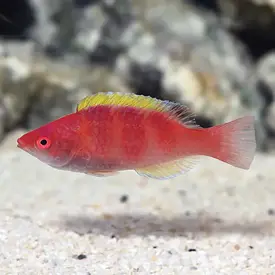  Yellow Fin Fairy Wrasse
