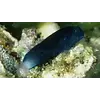 Black Comb Blenny