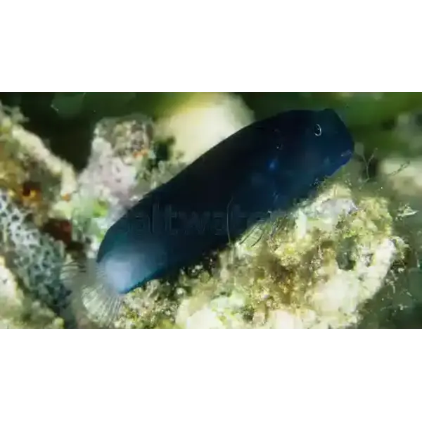  Black Comb Blenny