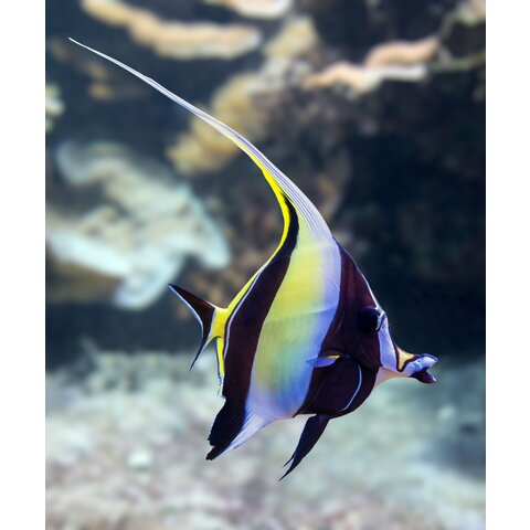 Moorish Idol ( ZANCLUS CORNUTUS )