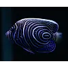 Imperator Angelfish