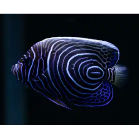  Imperator Angelfish