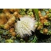 Pincushion Urchin