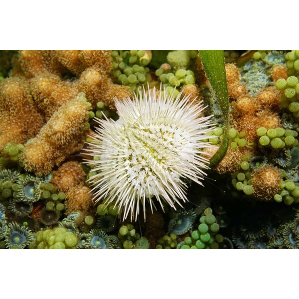  Pincushion Urchin