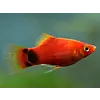 Mickey Mouse Platy