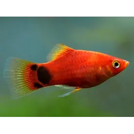  Mickey Mouse Platy