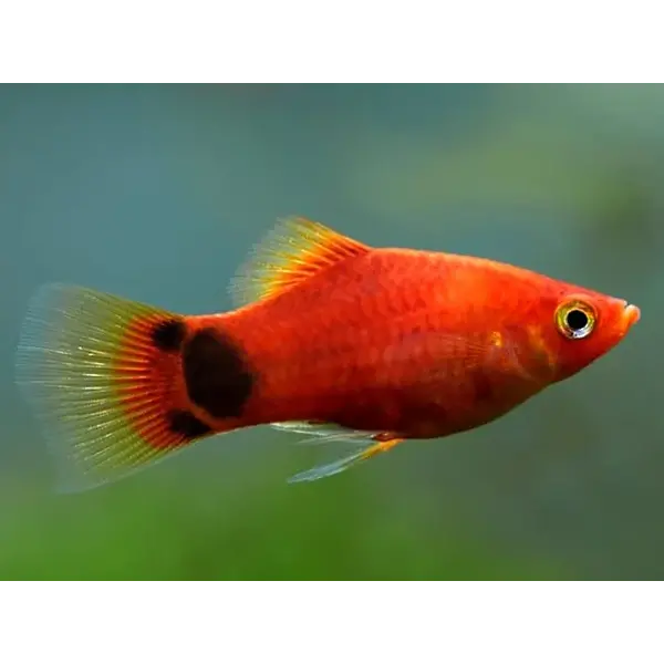  Mickey Mouse Platy